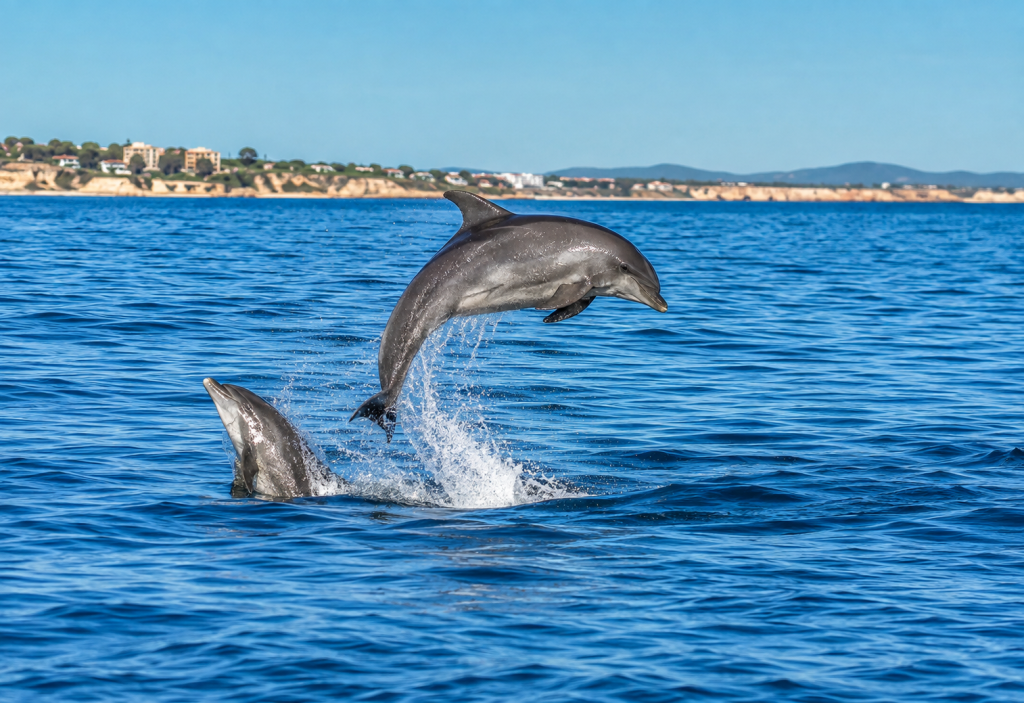 Wild dolphins during a Benagil caves and catamaran tour from Vilamoura