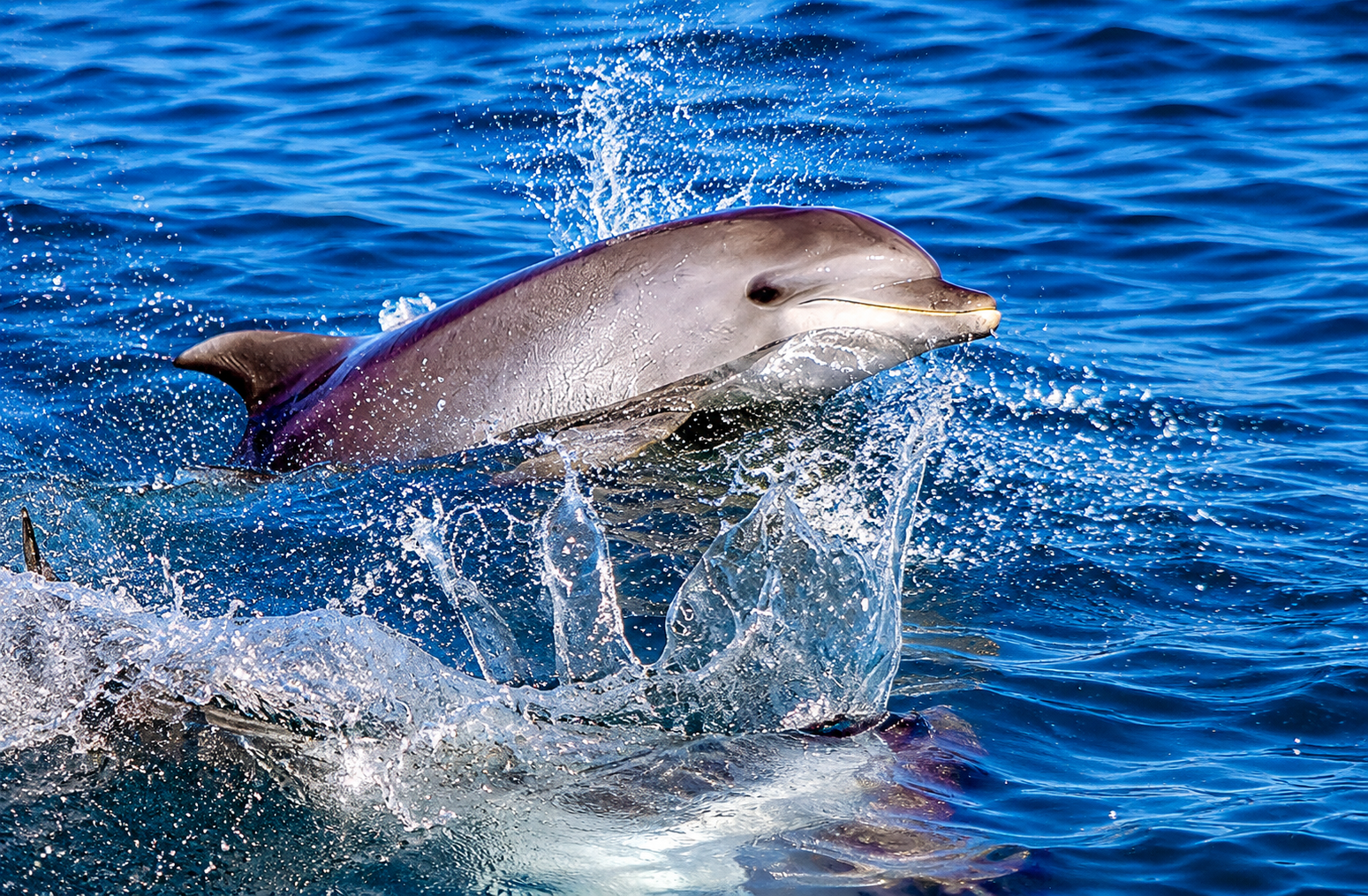 Wild dolphins during a Benagil caves and dolphin watching tour from Vilamoura